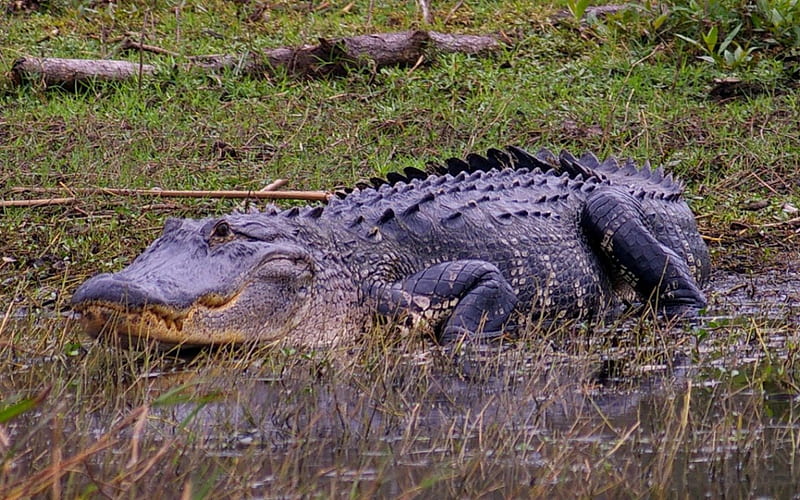 American Alligator 2, graphy, alligator, wide screen, wildlife, animal, reptile, HD wallpaper