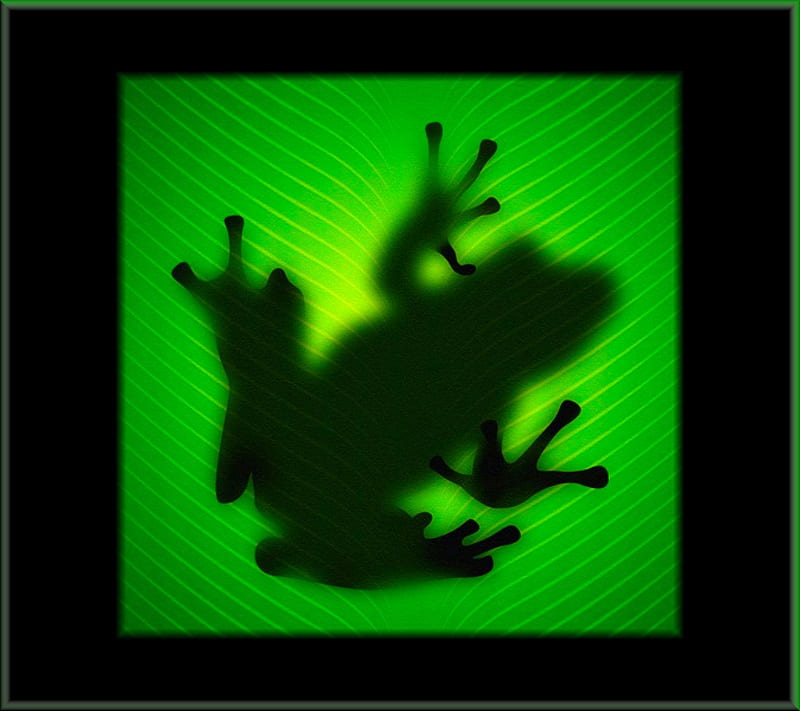 Frog, green frog, leaf, shadow, HD wallpaper