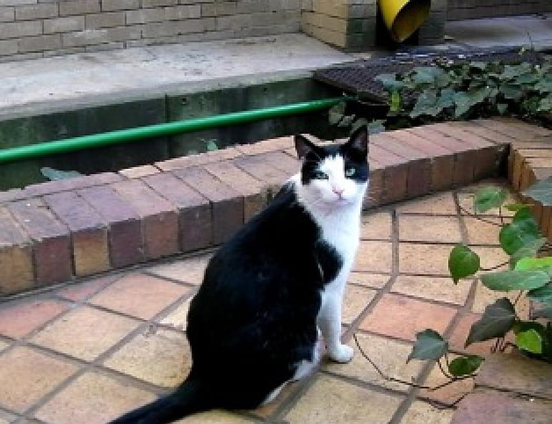 Cat-Fatso's Antics, cute, pose, black and white cat, pets, cat, cats, animals, tuxedo cat, HD wallpaper