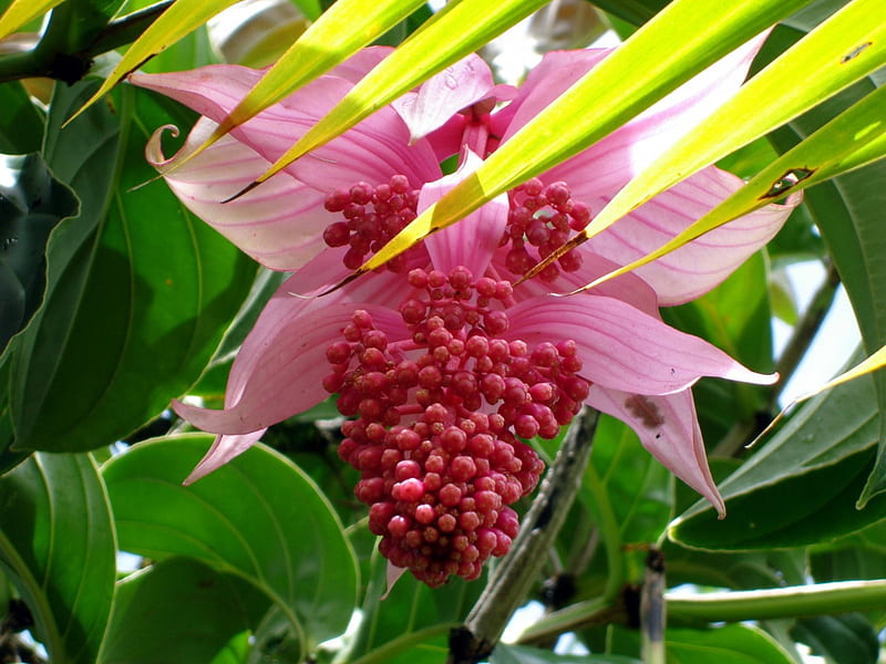 Hilo Flowers, palm fronds, tropical flowers, pink hilo, HD wallpaper