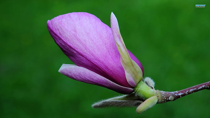 Magnolia, flor, púrpura, verde, Fondo de pantalla HD | Peakpx