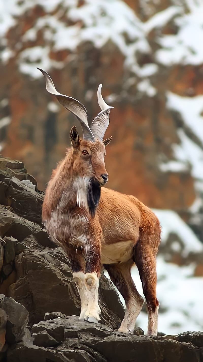Markhor, Pakistan, wild goat, animal, goat, National Animal, Capra  Falconeri, HD phone wallpaper | Peakpx