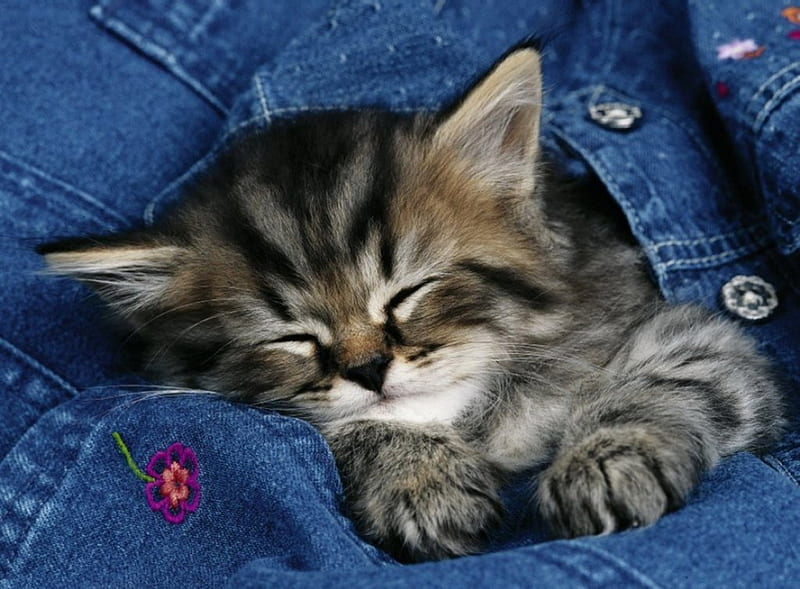 Jeans kitty, fluffy, kitty, dreams, adorable, nap, cat, sleeping, sweet ...