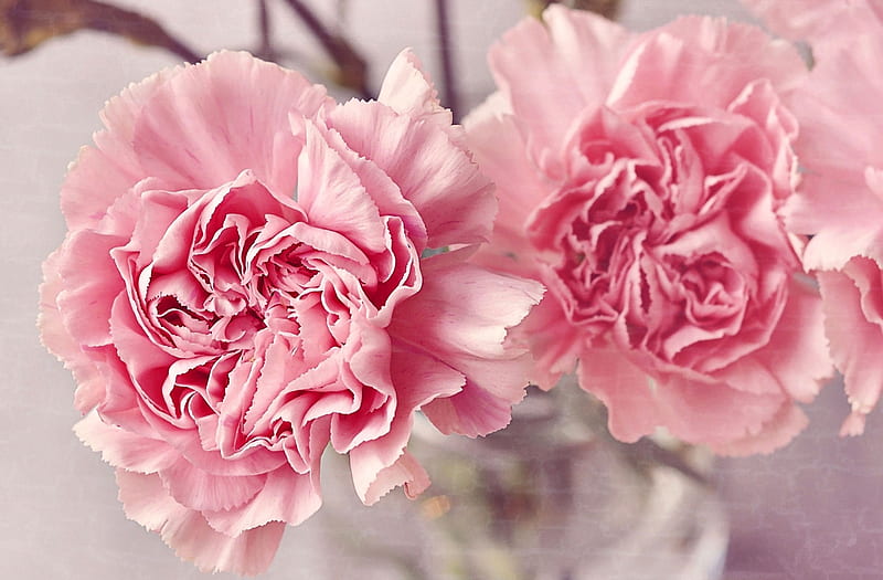 Light Pink Carnations FC romance, bonito, carnations, floral, still life, graphy, love, wide screen, flower, beauty, HD wallpaper