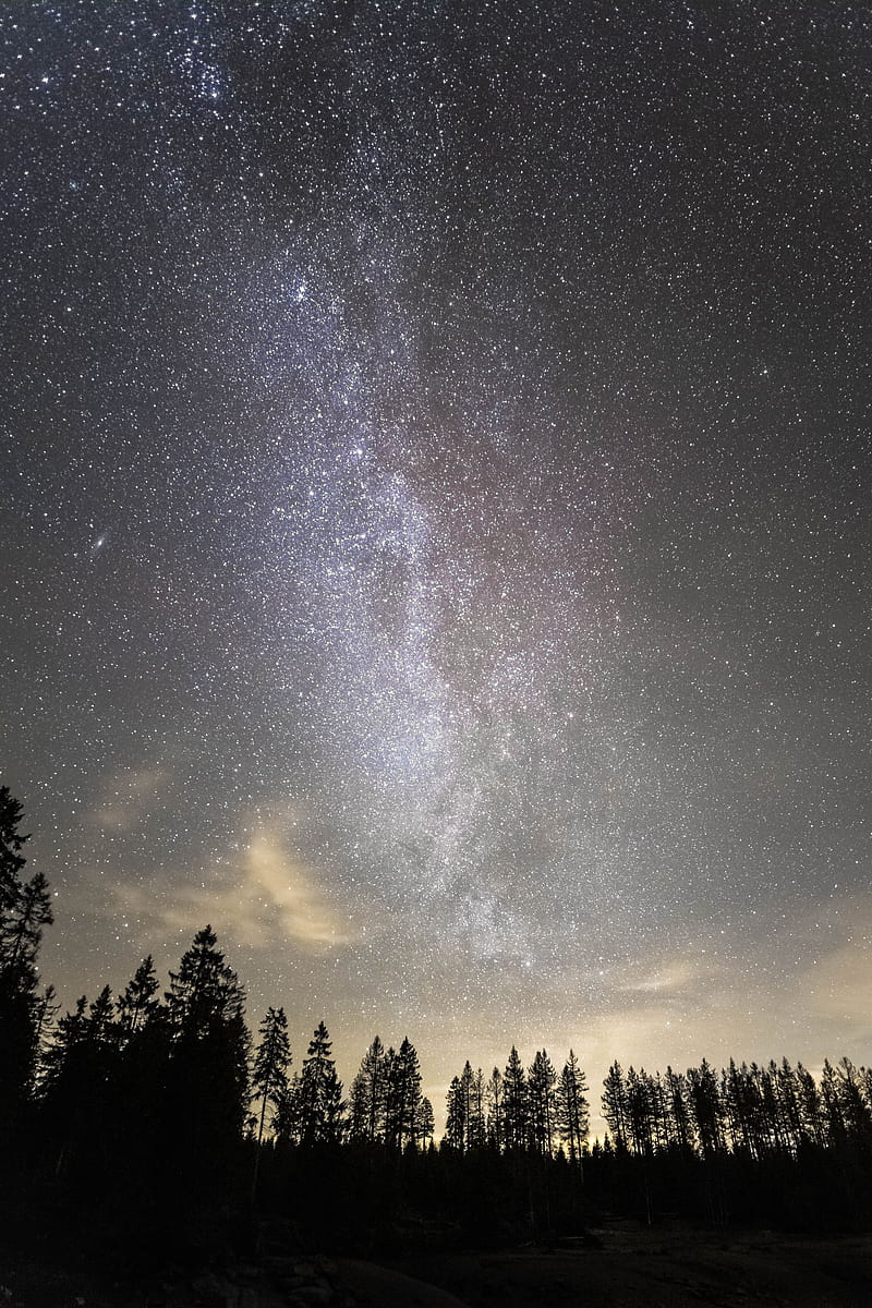 starry sky, milky way, stars, trees, night, HD phone wallpaper