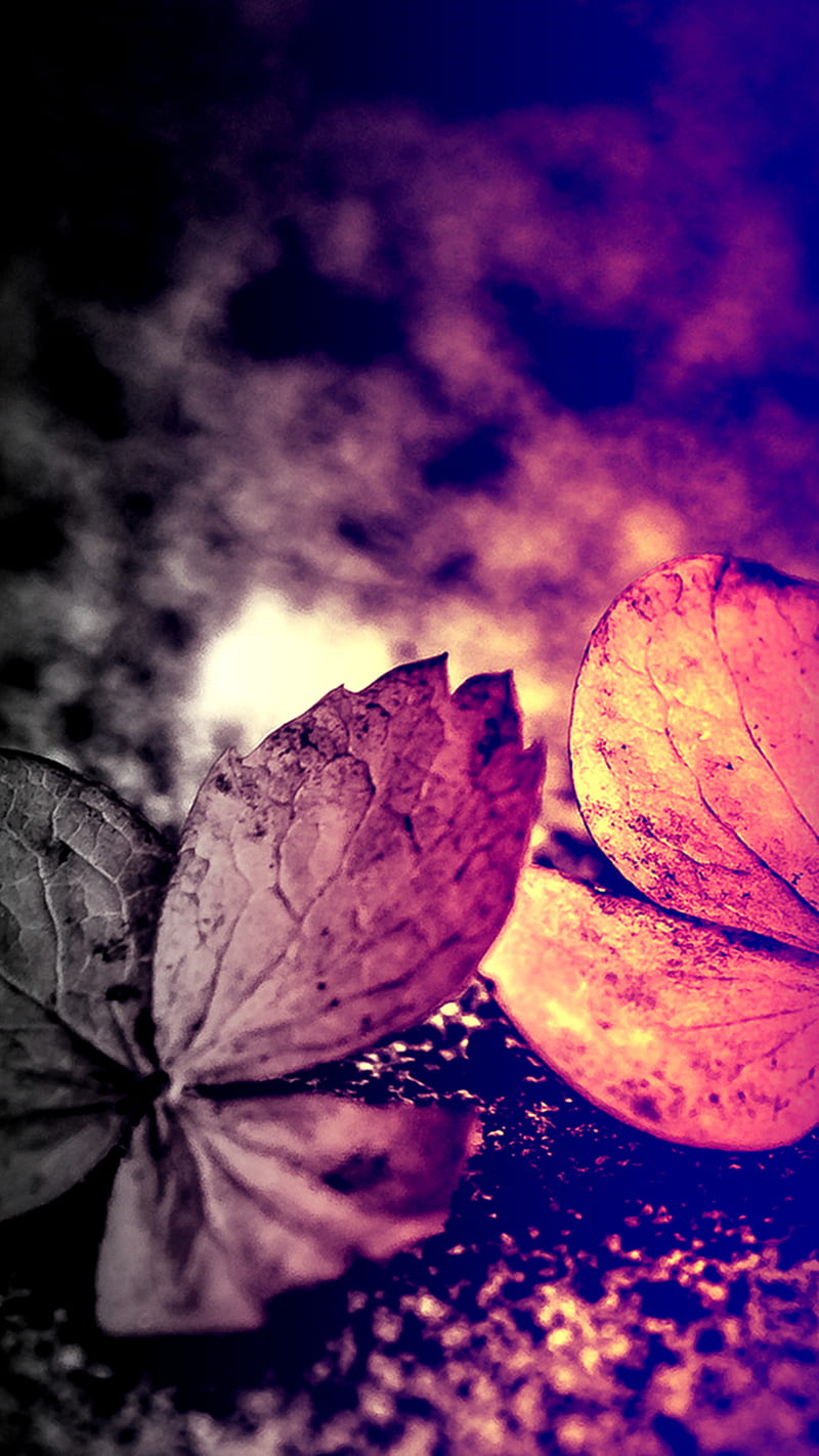 Captivating Autumn, HD phone wallpaper