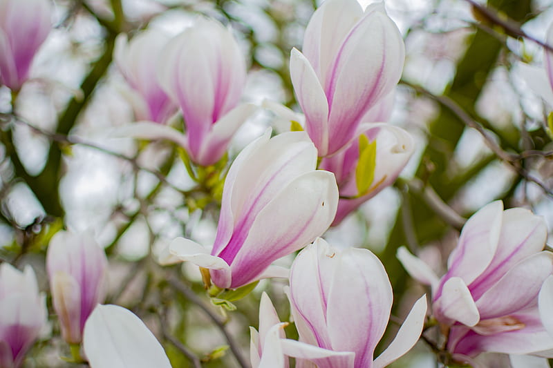 Trees, Magnolia, Flower, Nature, Plant, Spring, HD wallpaper