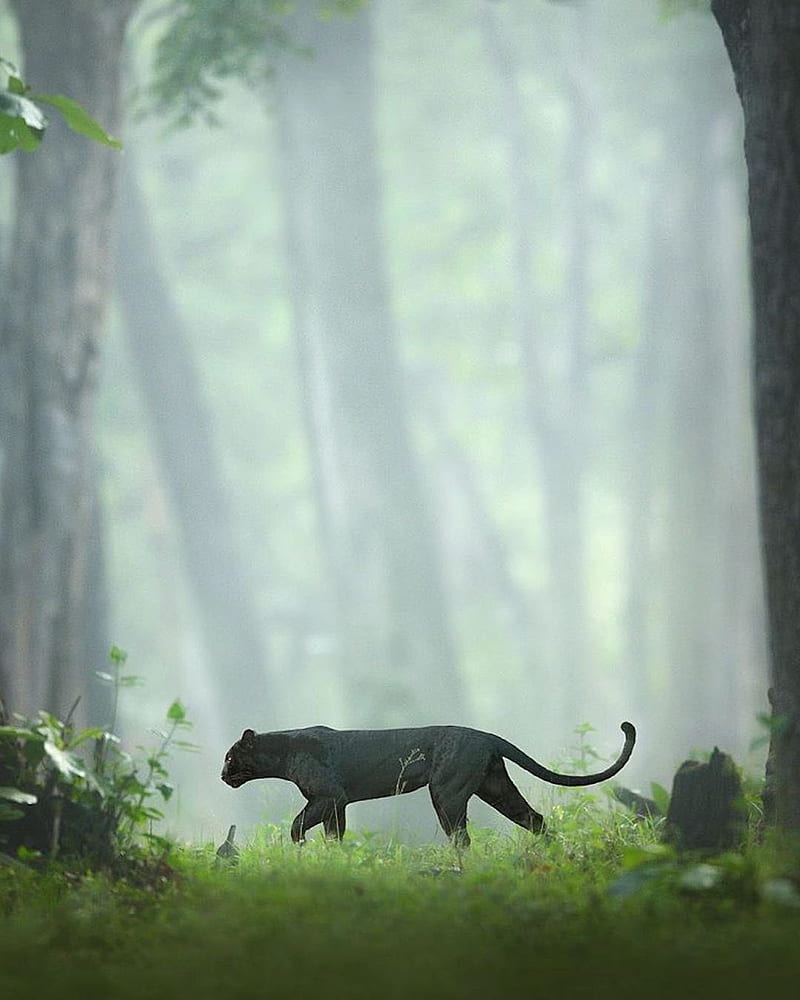 Black Panther, animals, biodiversity, forest, green, kerala, nature, tiger, universe, HD phone wallpaper