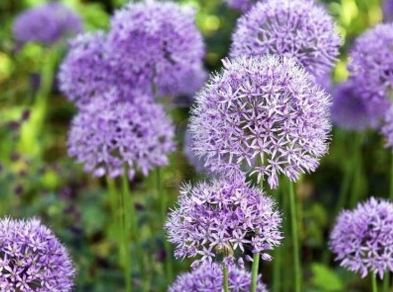 Purple Ornamental Garlic Flower, petal, daylight, green, purple, flower, day, nature, ornamental, garlic, stem, HD wallpaper