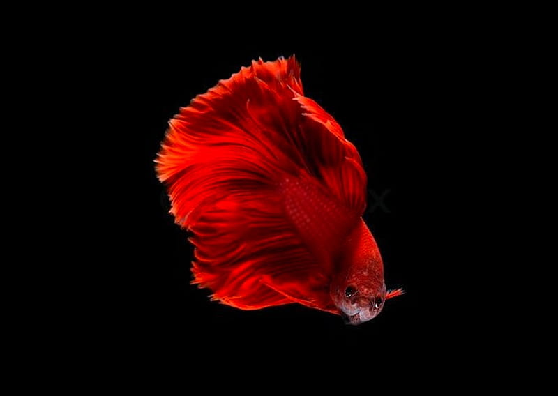 Discover 67 red fish wallpaper best  incdgdbentre