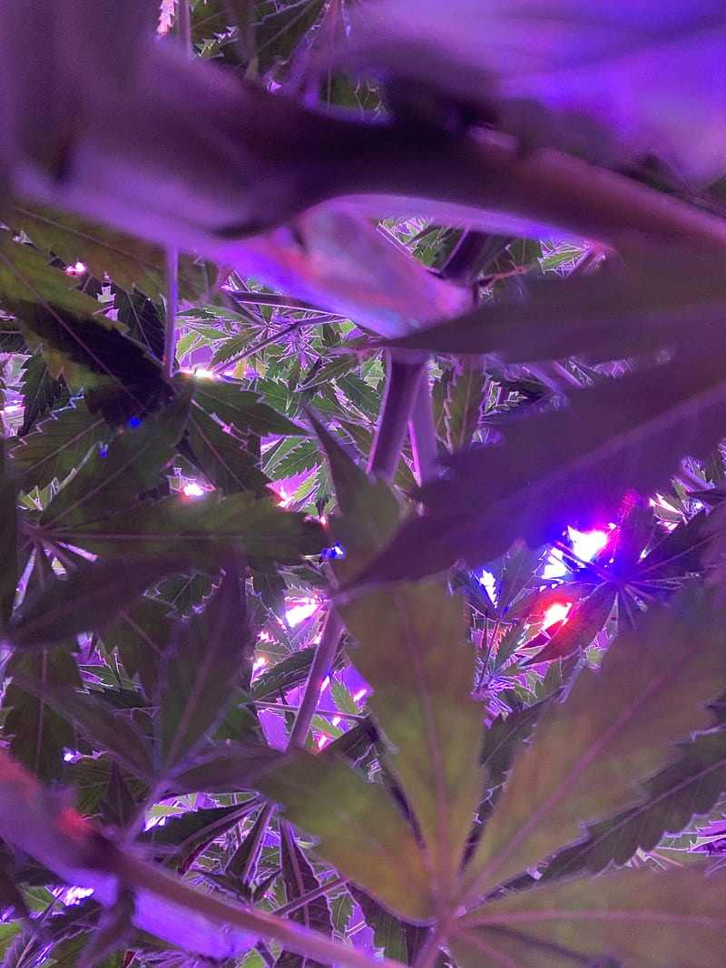 Cannabis Canopy, mary jane, plant, pot, purple, HD phone wallpaper