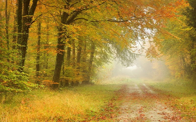 Autumn, tree, nature, spring, HD wallpaper | Peakpx