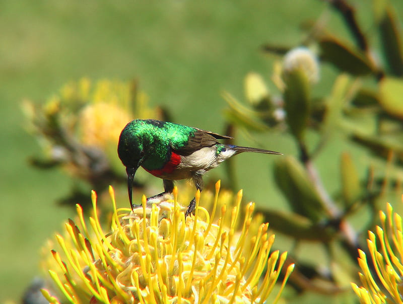 Collared Sunbird, kirstenbosch, shantyman, sun, flowers, sunbird, sunshine, south africa, HD wallpaper