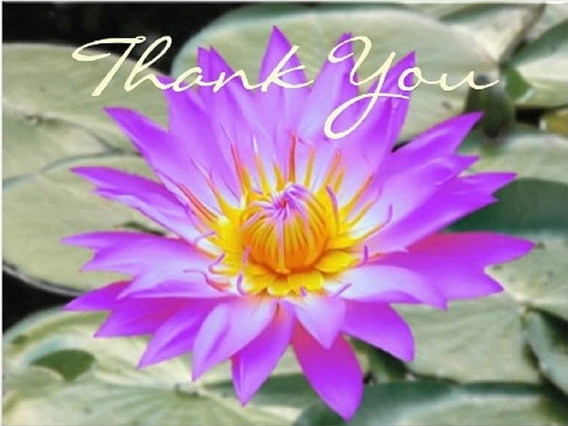 Lotus, thank you, purple, flowers, nature, card, HD wallpaper