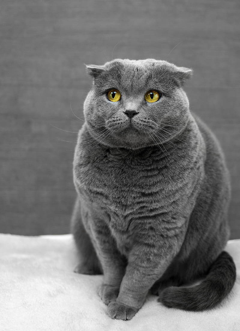 selective focus graphy of Russian Blue cat, HD phone wallpaper