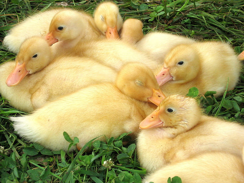 baby ducks, yellow, babies, ducklings, easter, duckling, HD wallpaper