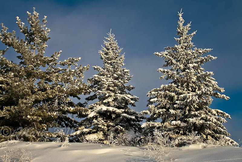 Three Sisters, pine trees, nature, snow, winter, HD wallpaper