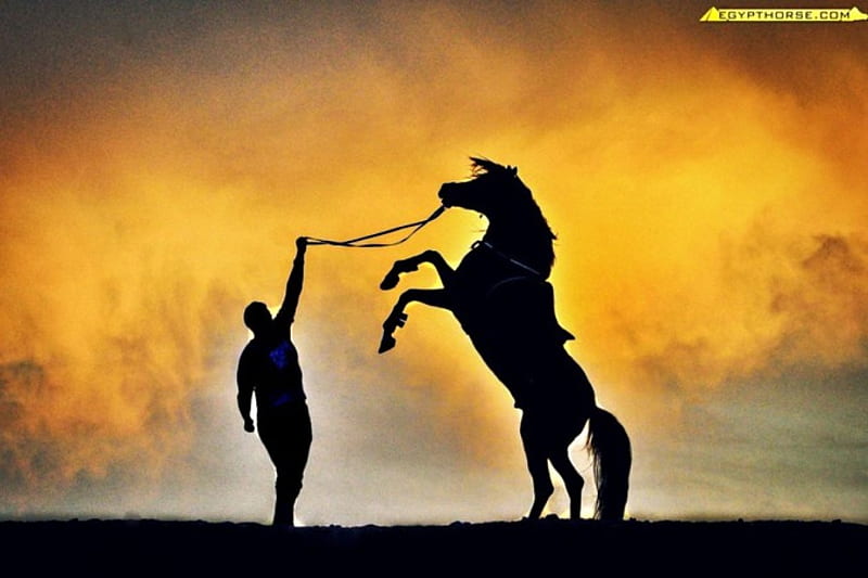 horse and man, prancer, cloudy, held, big, HD wallpaper