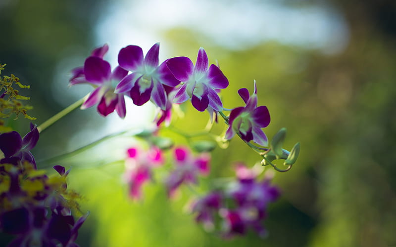 orchid, purple flowers, orchid branch, purple orchids, beautiful tropical flowers, HD wallpaper