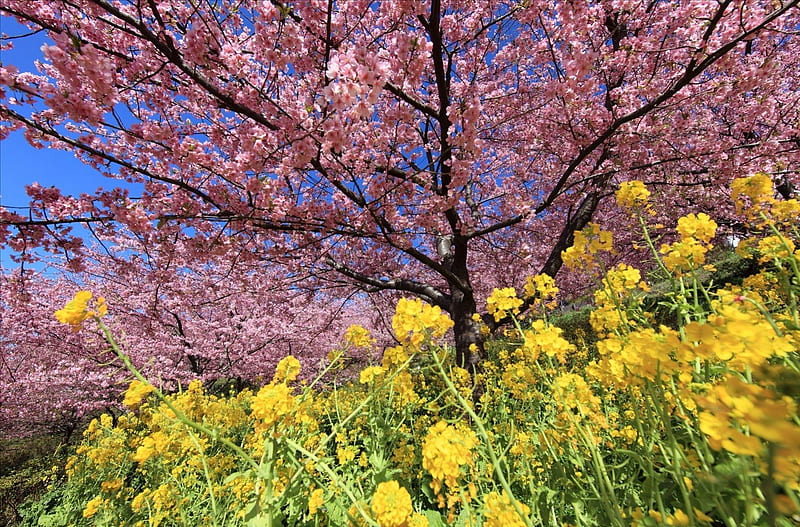 Spring moods, blossoms, yellow, spring, mustard, pink, cherry, HD wallpaper