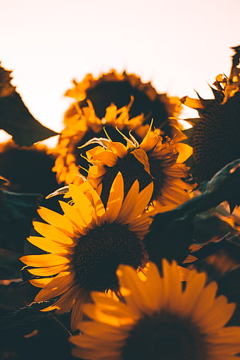 hipster sunflower backgrounds