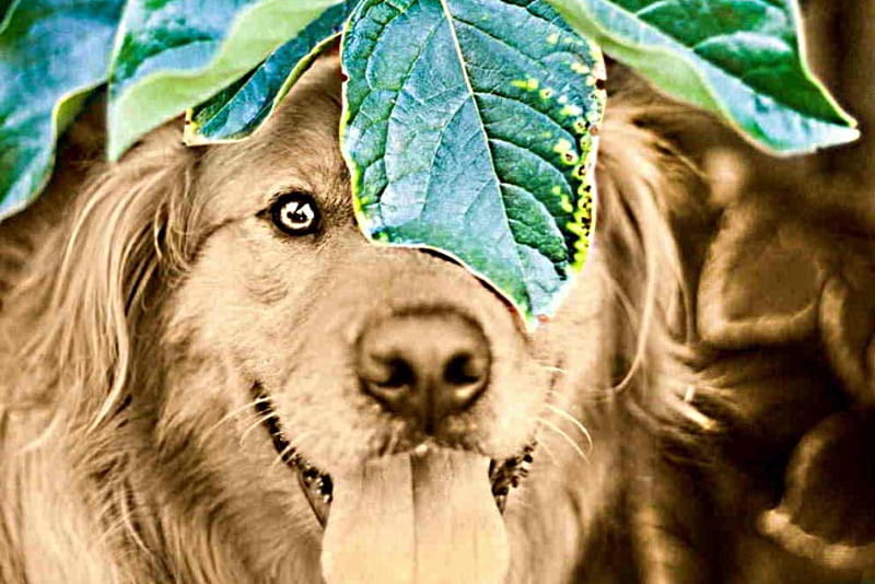 dog, on, underneath, head, leaf, HD wallpaper