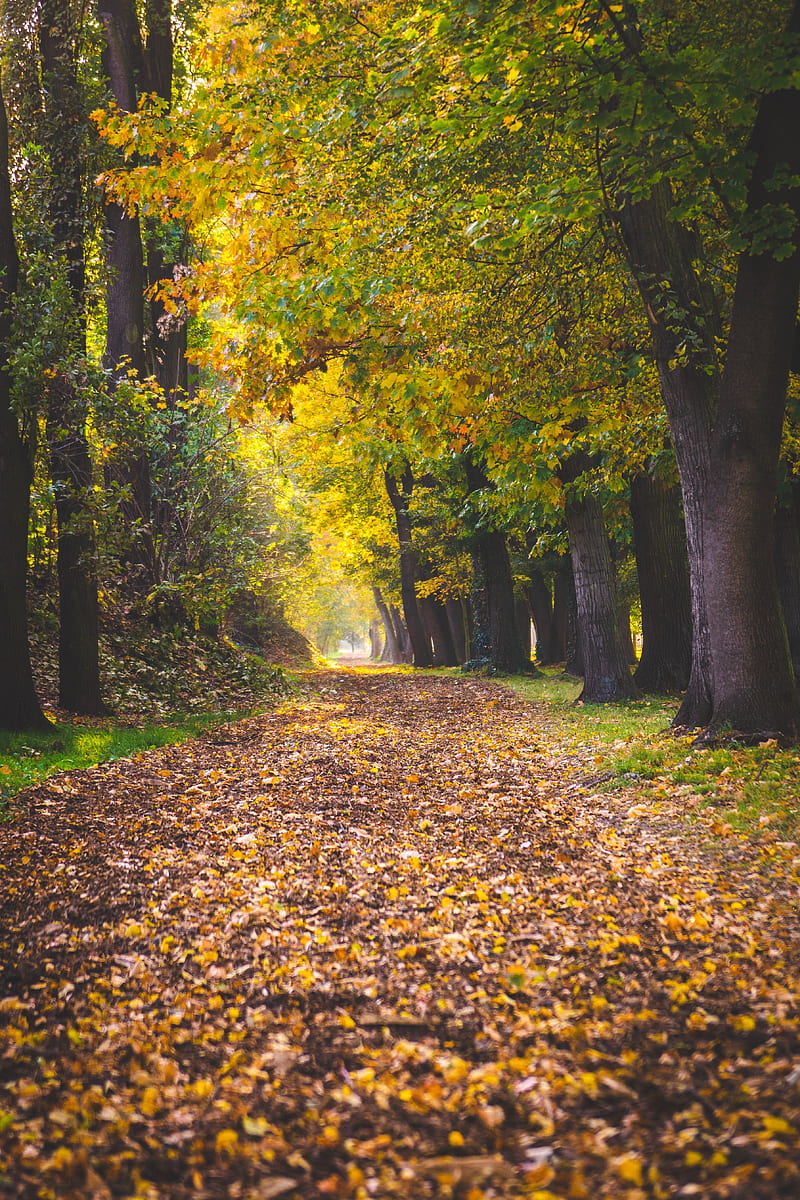 park, autumn, foliage, trees, path, HD phone wallpaper