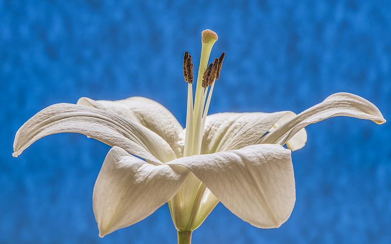 Lily, flower, white, blue, HD wallpaper | Peakpx