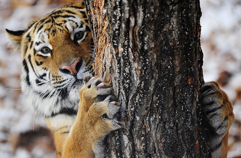 Peek-a-Boo, animal, tree, paw, funny, tiger, tigru, HD wallpaper