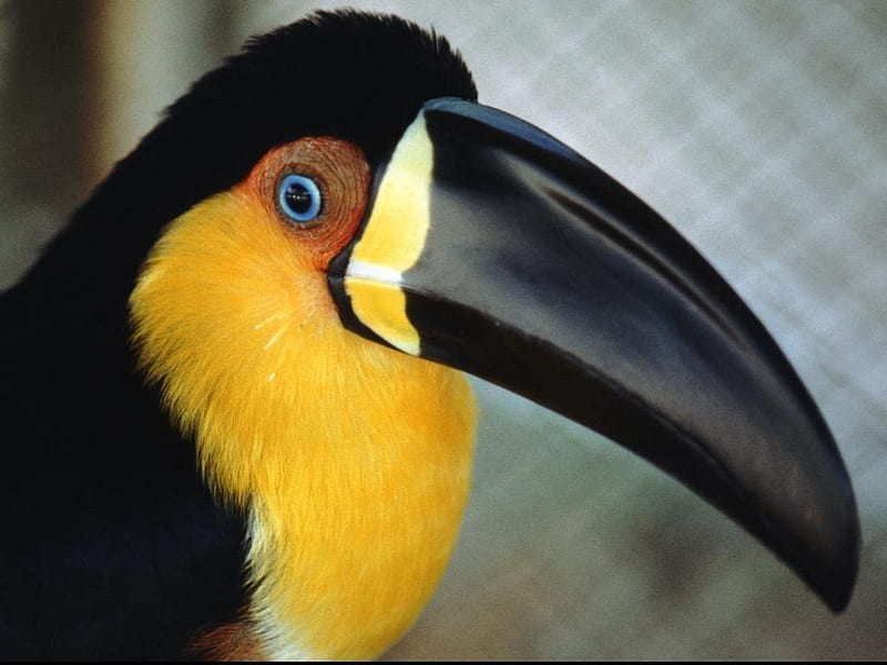 Toucan, colorful, large beak, feathers, HD wallpaper