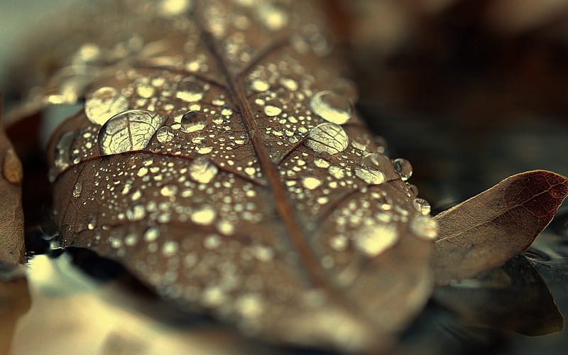 dry leaf, drops of water, dew, autumn, HD wallpaper