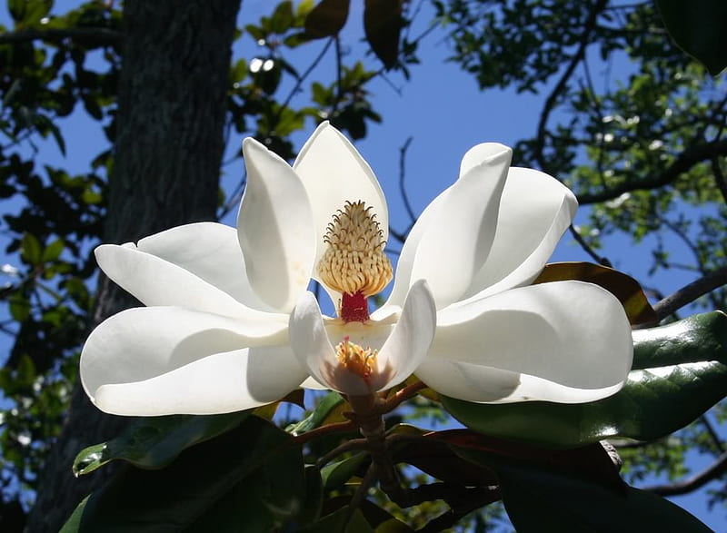All this and Heaven too, magnolia, stunning, glowing, sky, tree, petals, sunshine, white, blue, HD wallpaper