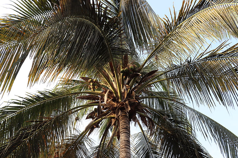 Close-Up Of Coconut Tree, HD wallpaper