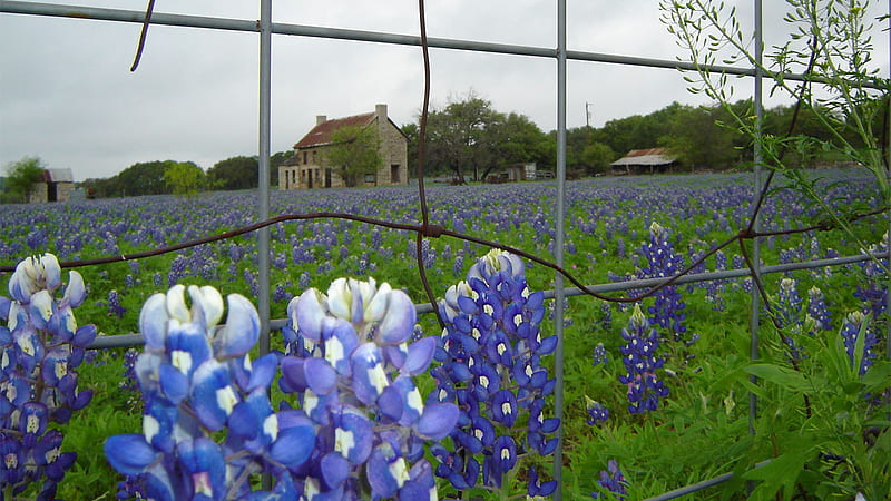Texas Bluebonnets, rural, flowers, nature, fields, blue, HD wallpaper