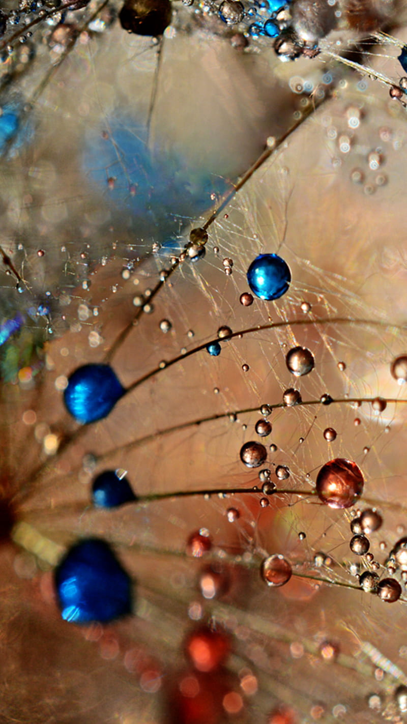 Dewdrops, raindrops, HD phone wallpaper