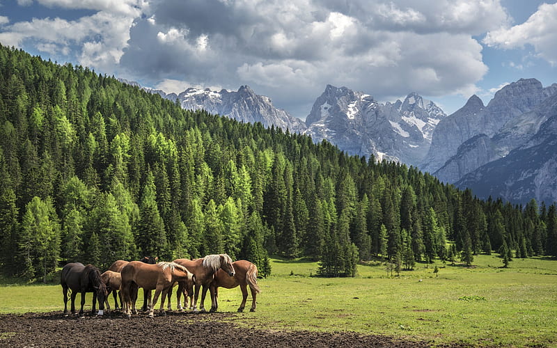 horses, mountains, green meadow, mountain landscape, horses in the meadow, HD wallpaper
