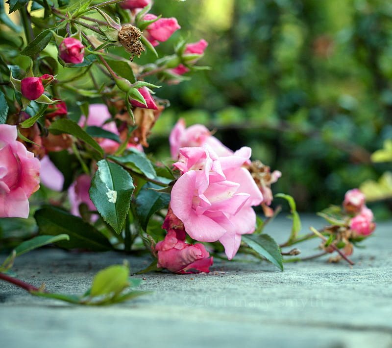 Pink Rose Bush, floral, flowers, love, romantic, roses, scent, symbol, HD wallpaper