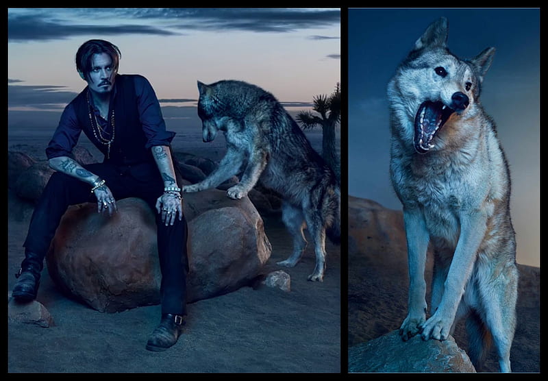 Johnny Depp, rock, wolf, man, collage, blue, actor, HD wallpaper