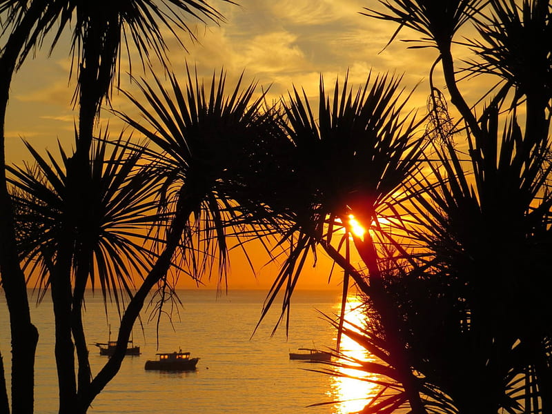 St Ives Cornwall in the evening, sun set, dusk, over ocean - cordyline palm trees, cornwall, sun, orange, plant, dusk, st ives, palm, bonito, sunset, twilight, cordyline, sea, palm trees, beach, calm, sand, boats, evening, view, ocean, england, west, uk, trees, south, set, tree, perfection, united kingdom, HD wallpaper
