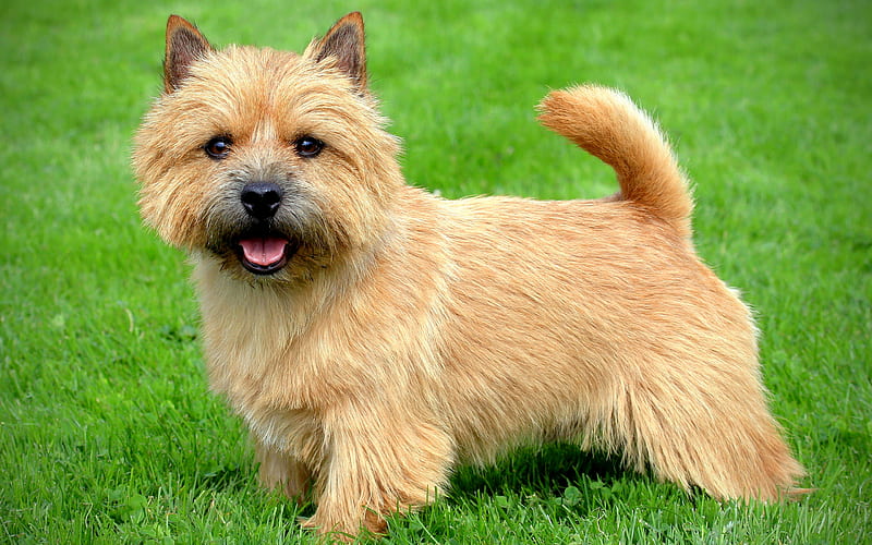 Norwich Terrier Dog, lawn, dogs, fluffy dog, cute animals, pets, green grass, Norwich Terrier, HD wallpaper