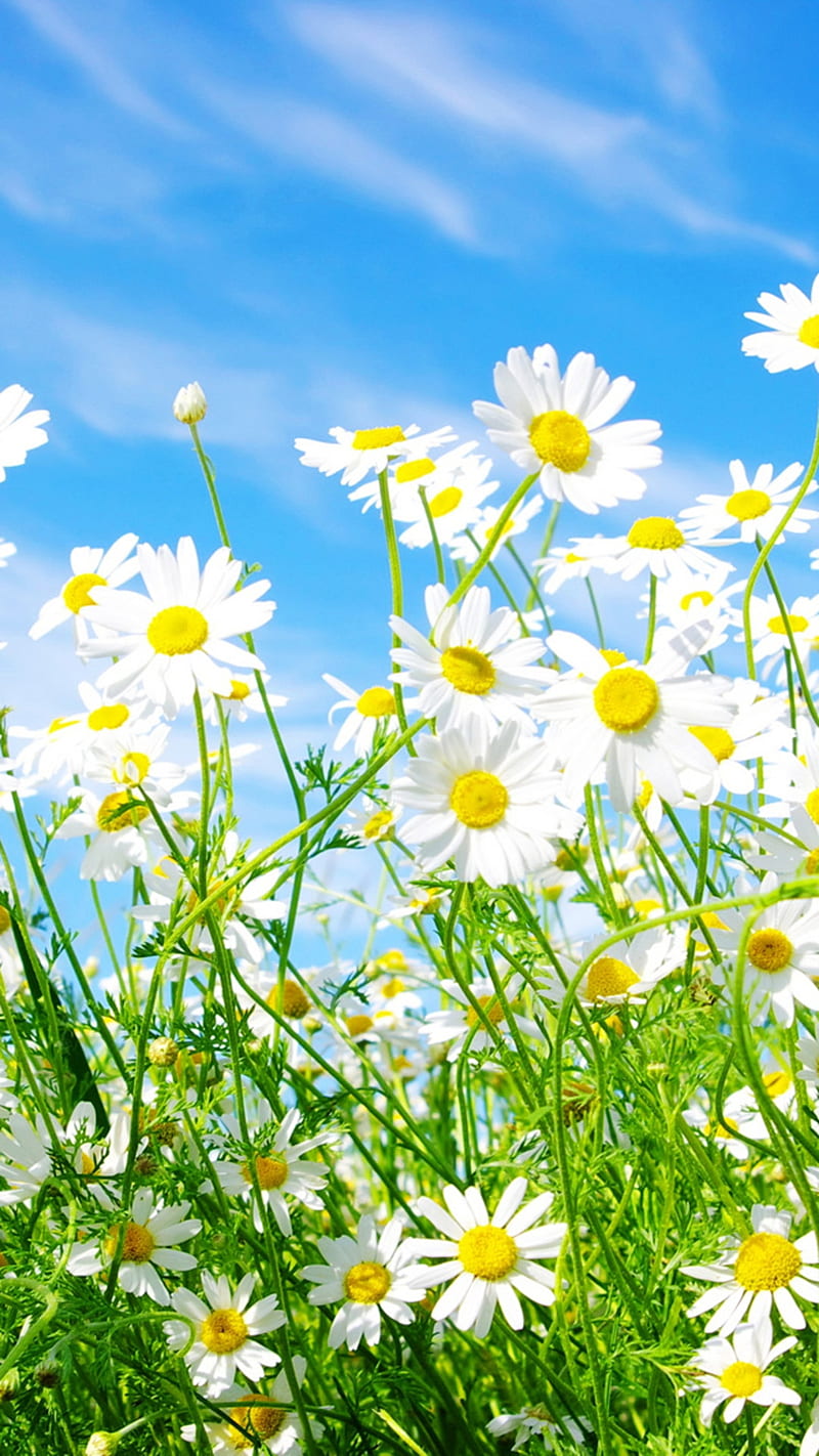 Daisies, flowers, nature, HD phone wallpaper
