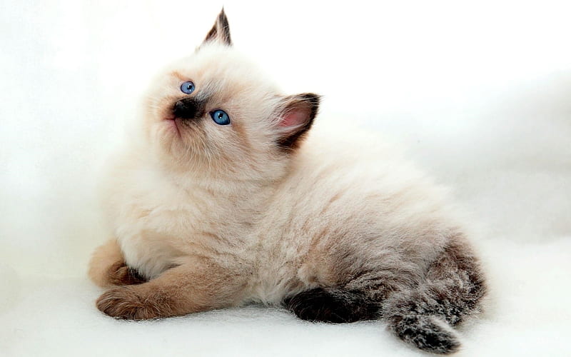 Ragdoll, close-up, denectic cat, kitten, cute animals, small Ragdoll, cats, pets, Ragdoll Cats, HD wallpaper