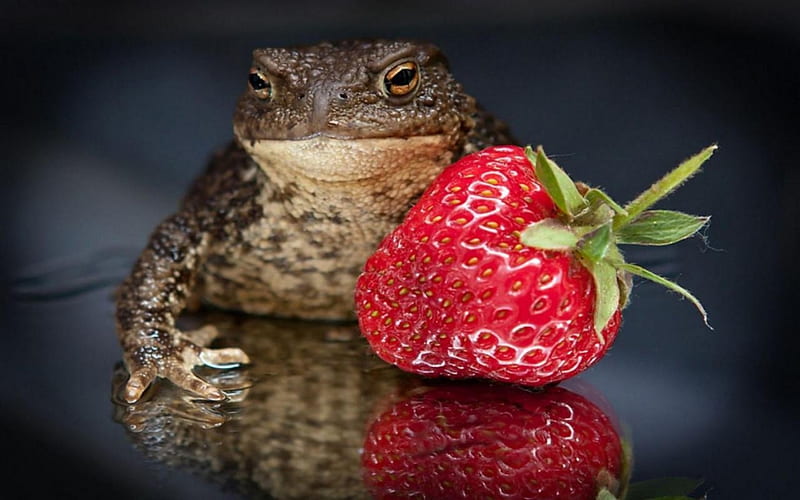 Toad And Strawberries, fruit, cute, strawberry, funny, toad, animals, HD wallpaper