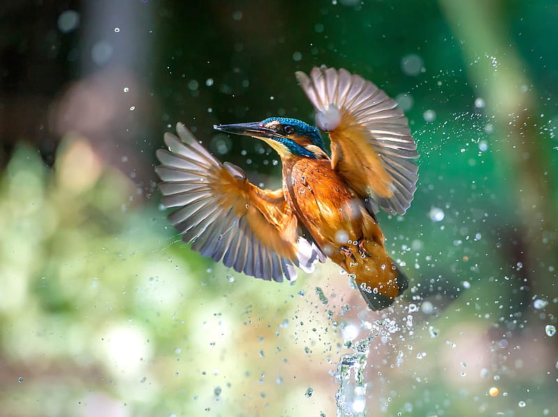 Kingfisher, wings, bird, orange, pasare, water drop, flying, HD wallpaper |  Peakpx