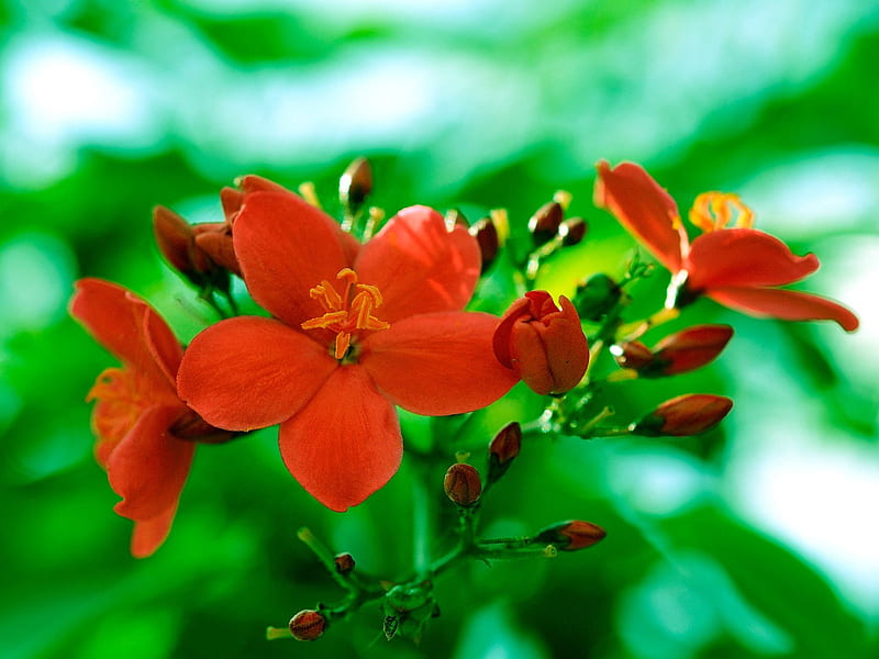 chaenomeles, flower, red, flora, HD wallpaper