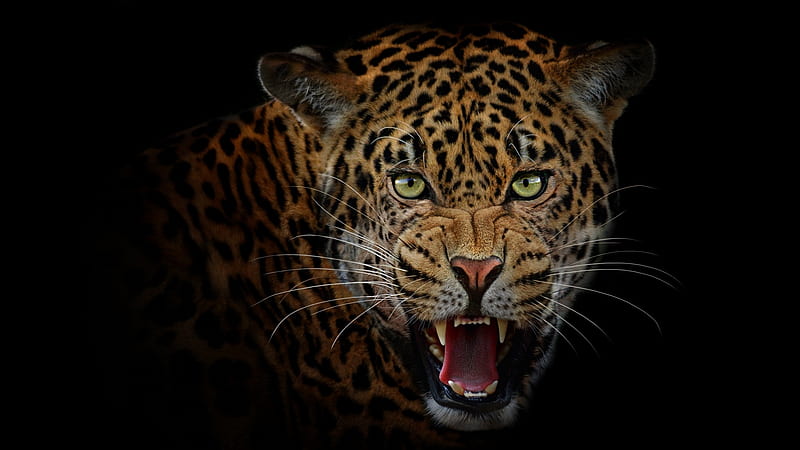 Jaguar, negro, gato, animal, cara, Fondo de pantalla HD | Peakpx