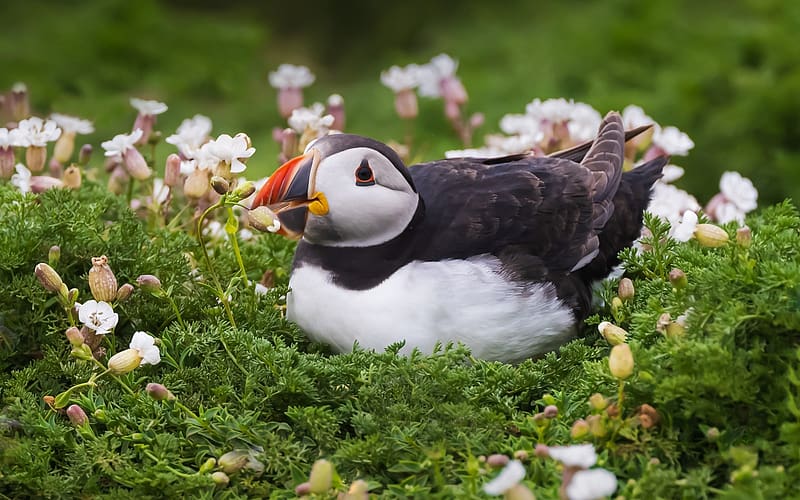 Puffin Wallpaper - Animals Town