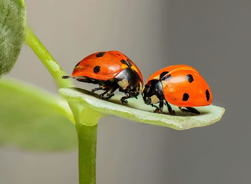 Ladybugs, Entomology, Insects, animals, Beetles, Zoology, HD wallpaper