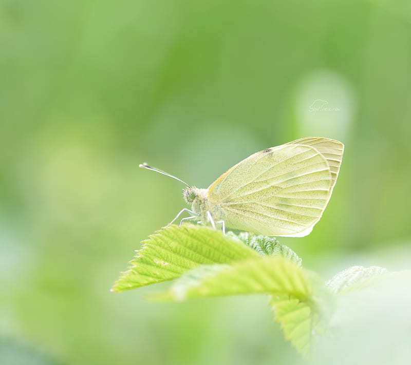 Small White, bonito, butterfly, eye, insect, leave, nature, squ4recrow, HD wallpaper