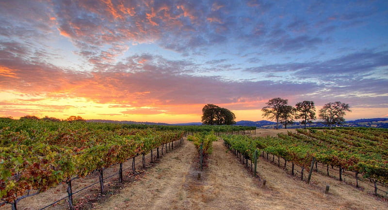 Foothill Vineyards, California, plants, sunset, clouds, sky, landscape, HD wallpaper